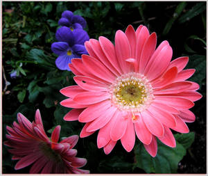 Pink Gerberas by JocelyneR Pink Gerberas by JocelyneR