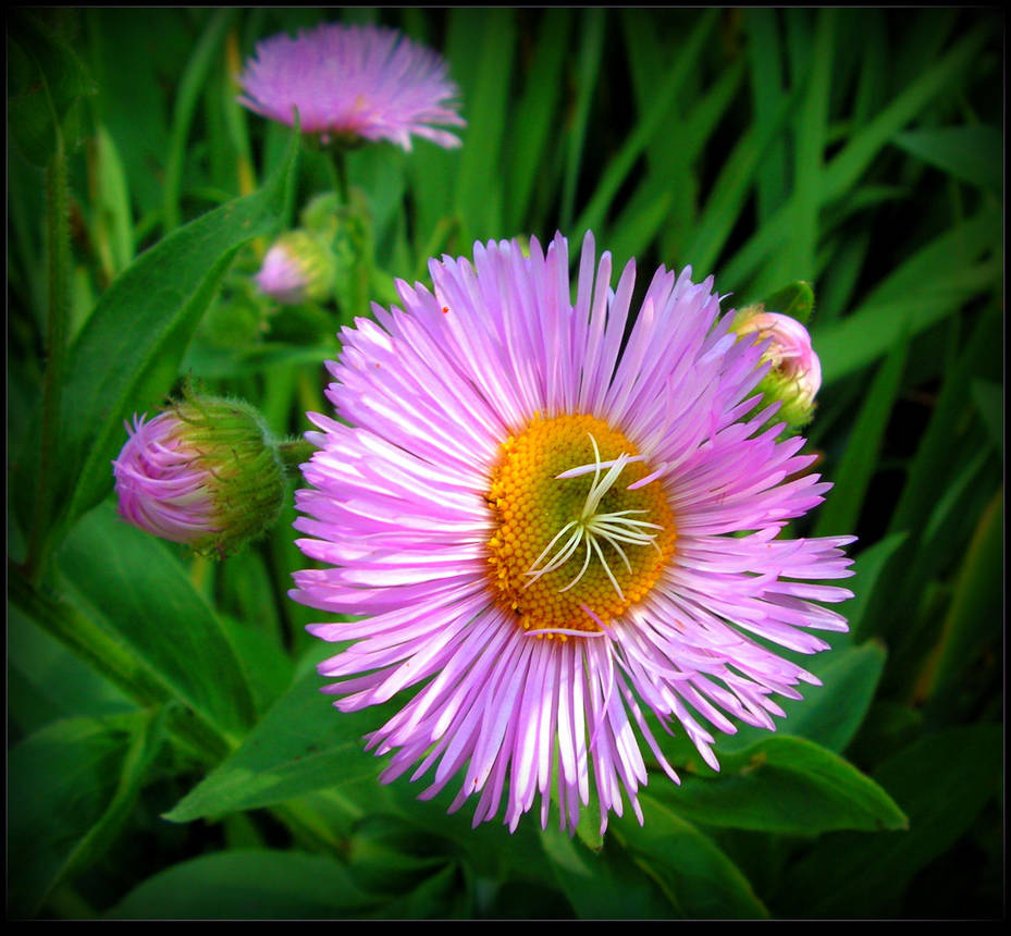 Purple Aster by JocelyneR Purple Aster by JocelyneR