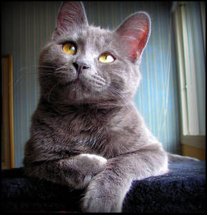 Bored... by JocelyneR Bored... by JocelyneR