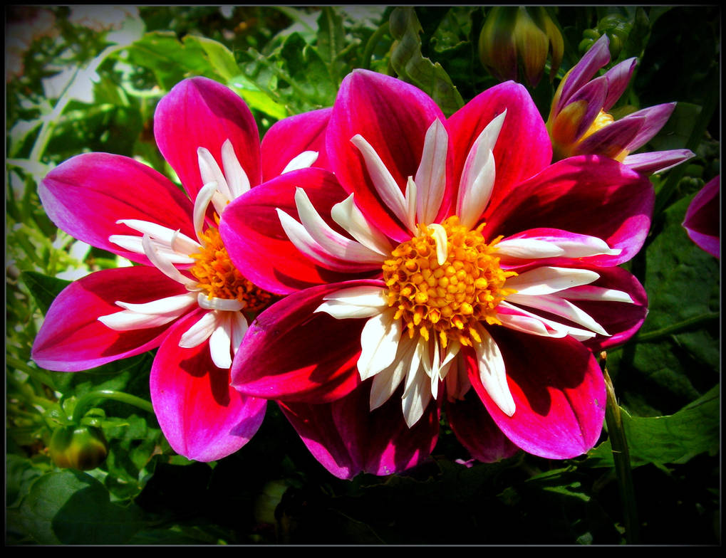 The Pearls Of My Summer by JocelyneR The Pearls Of My Summer by JocelyneR