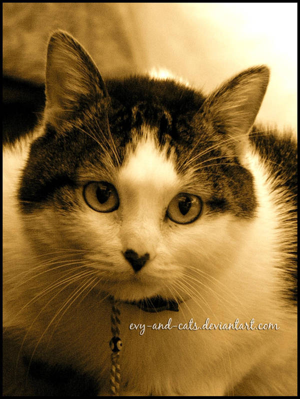 543 by evy-and-cats