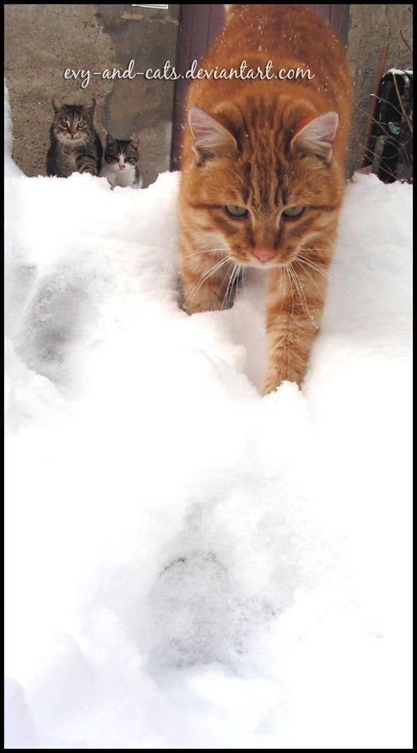 545 by evy-and-cats