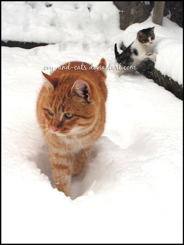 546 by evy-and-cats