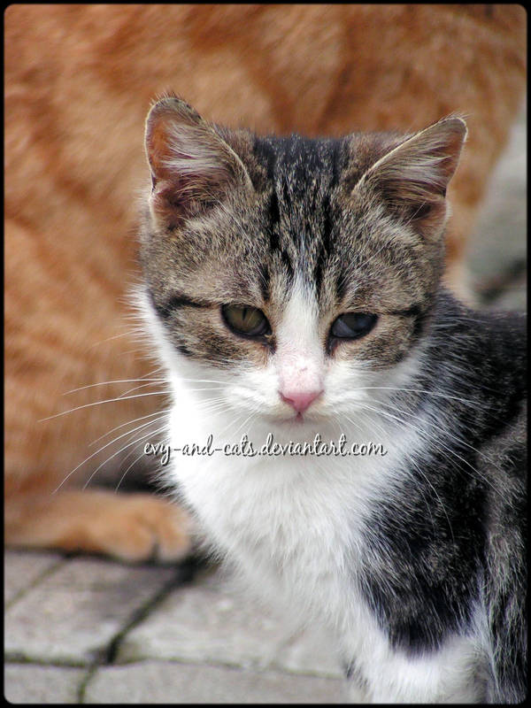 558 by evy-and-cats