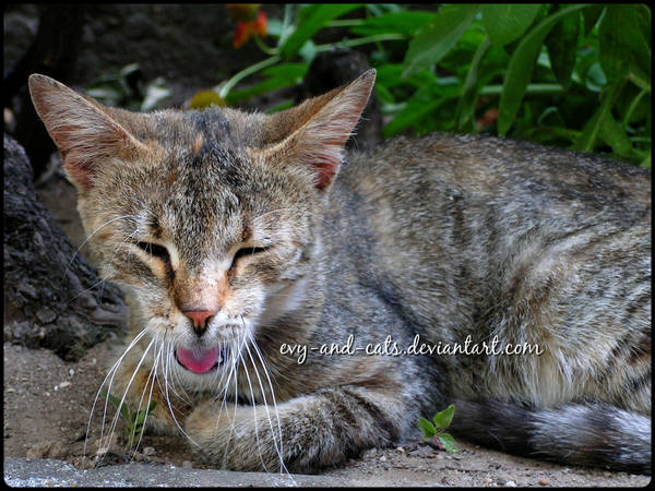 624 by evy-and-cats
