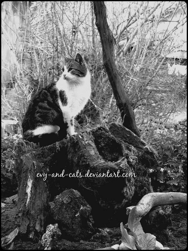 864 by evy-and-cats
