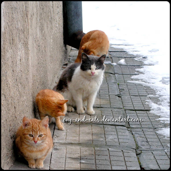 882 by evy-and-cats