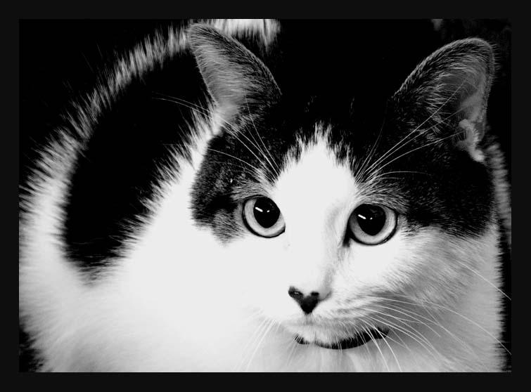 167 by evy-and-cats