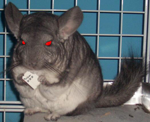 evil chinchilla by screamingartist on DeviantArt