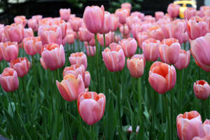 Central Park by MrsL1ama