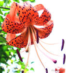 Tiger Lily by paintedflowers