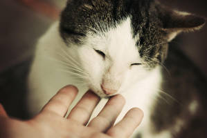 Friendship by BlueColoursOfNature