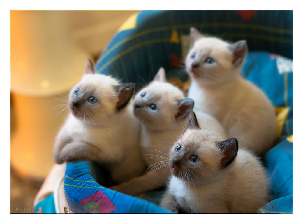 Kittens by LordRimoah