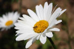 a pair of dasies by altansomay