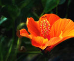 Opening Hibiscus Bloom by vanndra