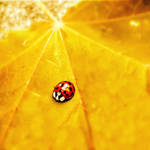 .: autumn ladybug :. by all17