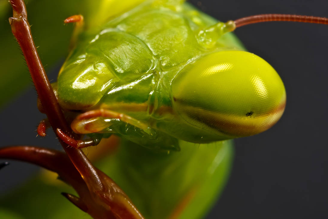 Mantis Maintenance by dalantech