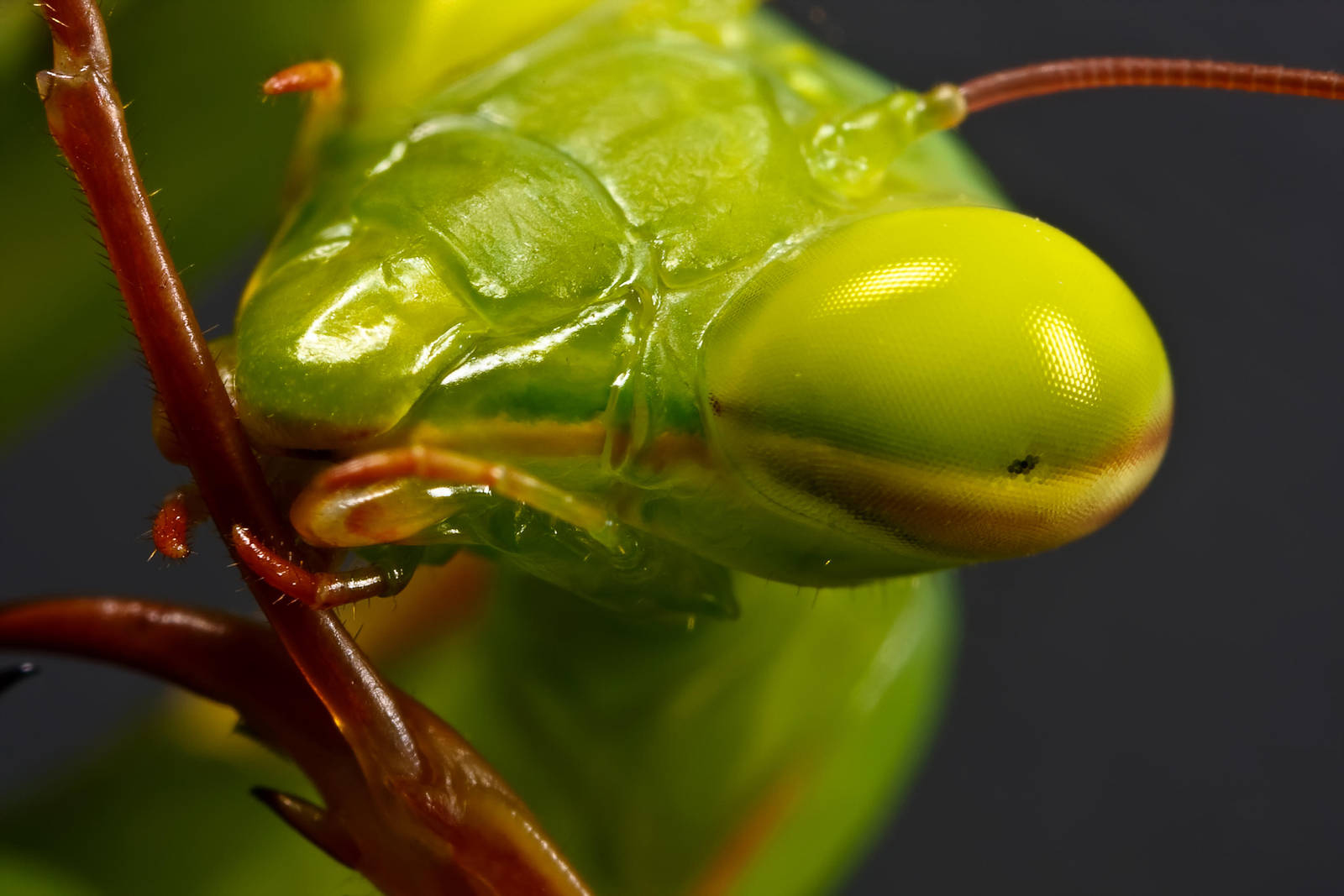 Mantis Maintenance by dalantech