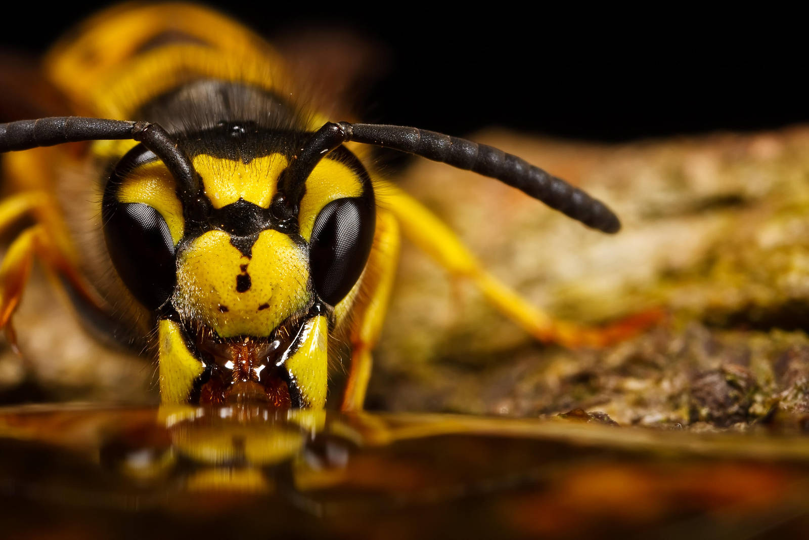 Wasp Reflection I by dalantech