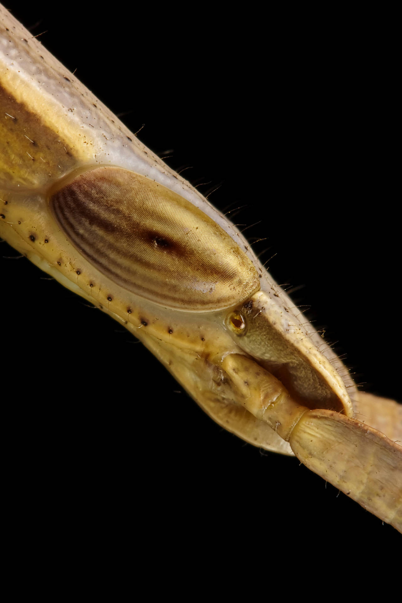 Slant Faced Grasshopper I by dalantech