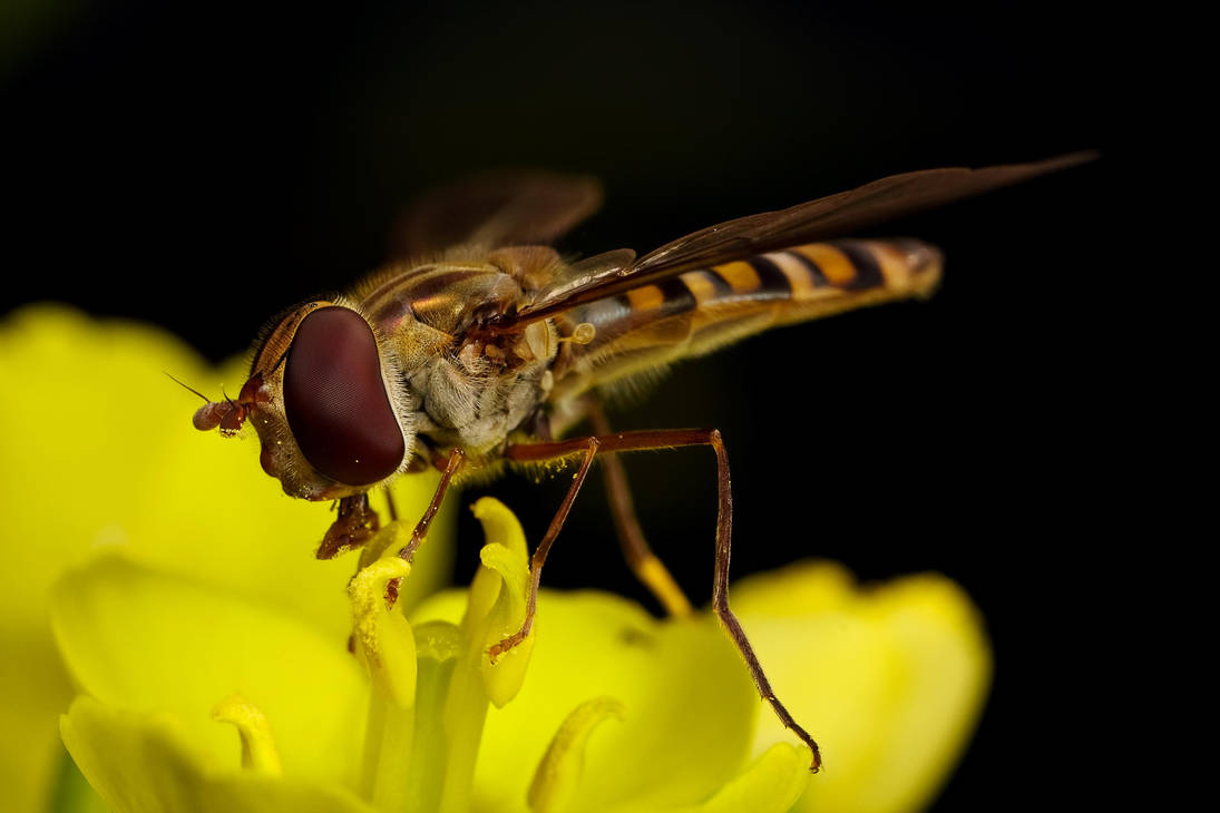 Winter Hoverfly by dalantech