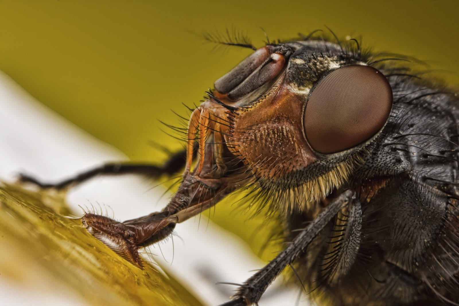 Fly at 3x with Topaz Adjust by dalantech