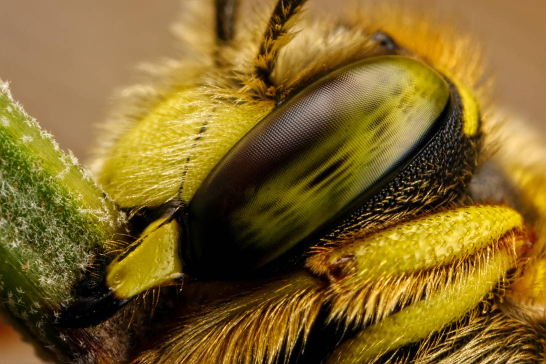 One Tired Bee by dalantech