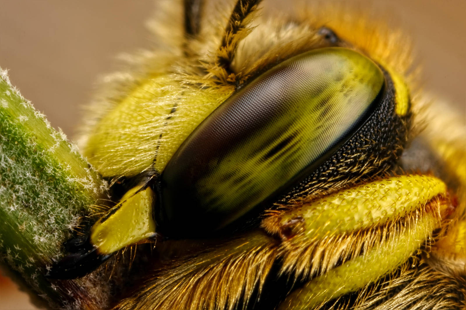One Tired Bee by dalantech