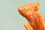 M is for Mantis by dalantech
