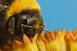 Pollinators Series 2-2 by dalantech Pollinators Series 2-2 by dalantech
