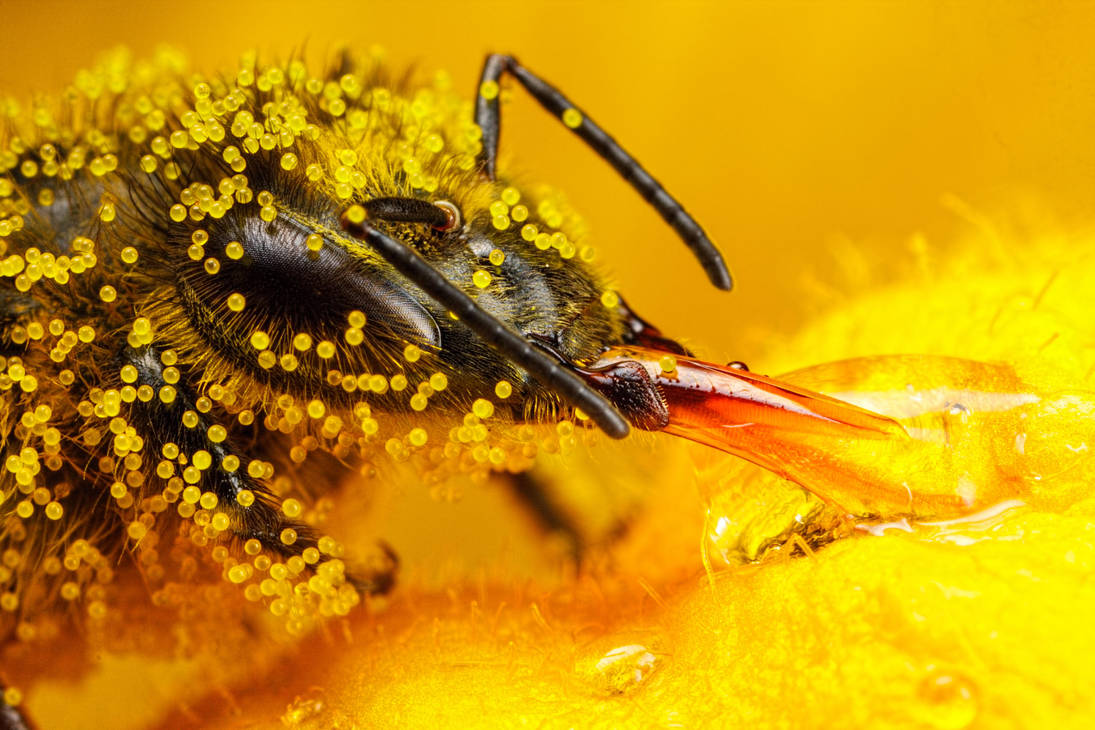Honeybee Covered in Zucchini Pollen II by dalantech