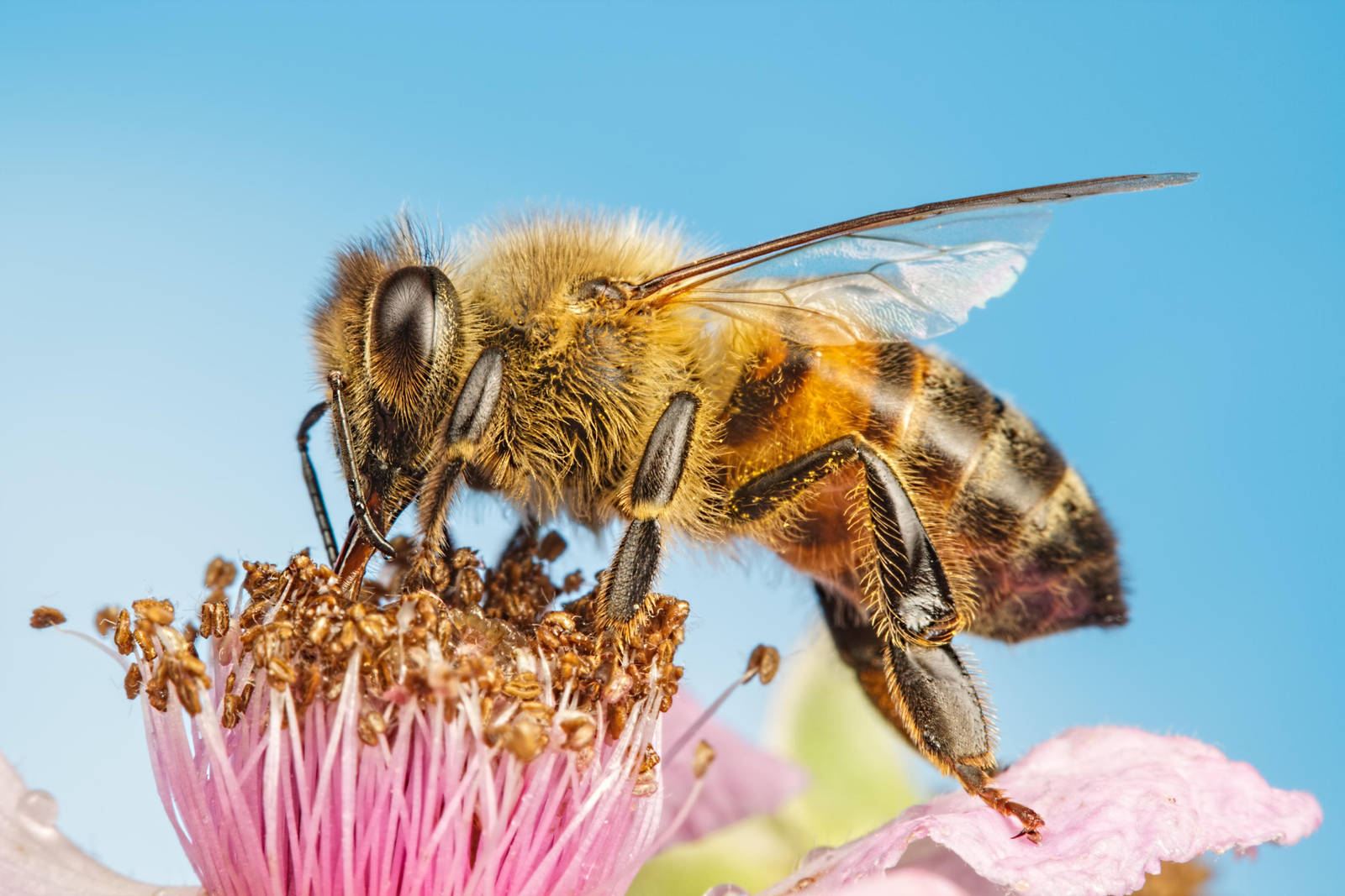 Honeybee Feeding on a Blackberry Flower II by dalantech