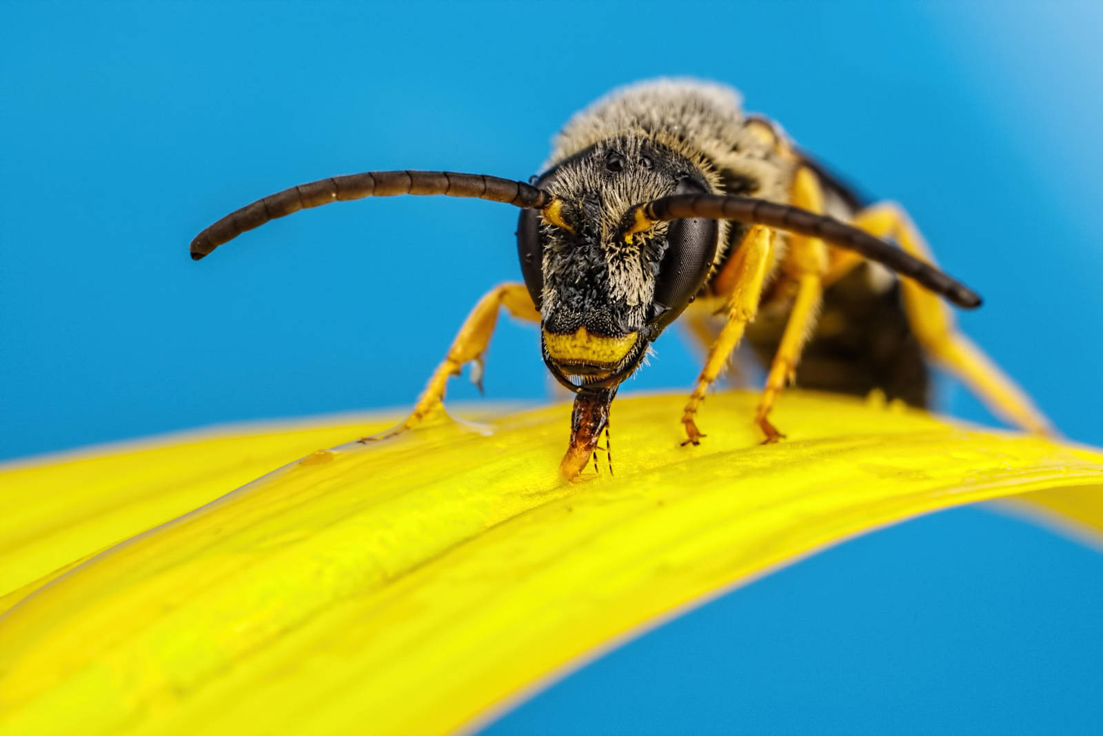 Feeding Solitary Bee Series 1-5 by dalantech