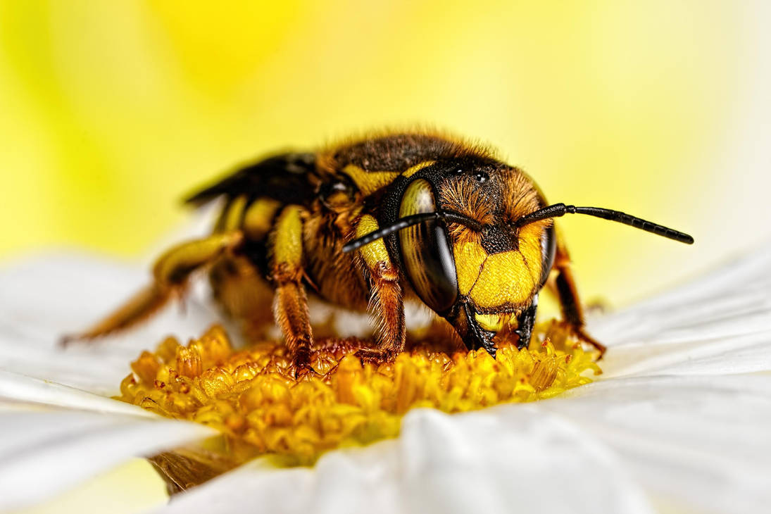 Wool Carder Bee Series 1-5 by dalantech