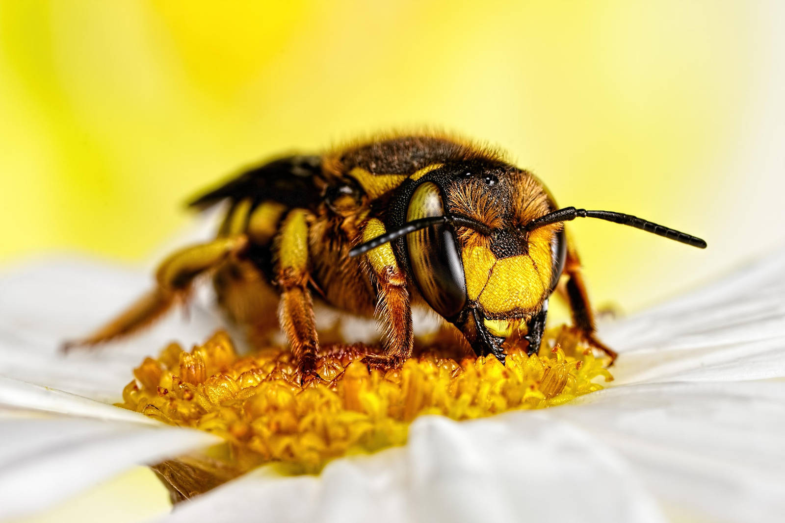 Wool Carder Bee Series 1-5 by dalantech