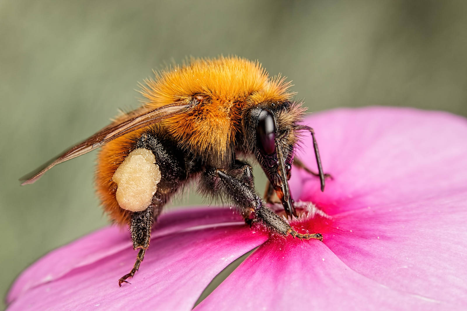Bees in a Wallflower Series 1-2 by dalantech