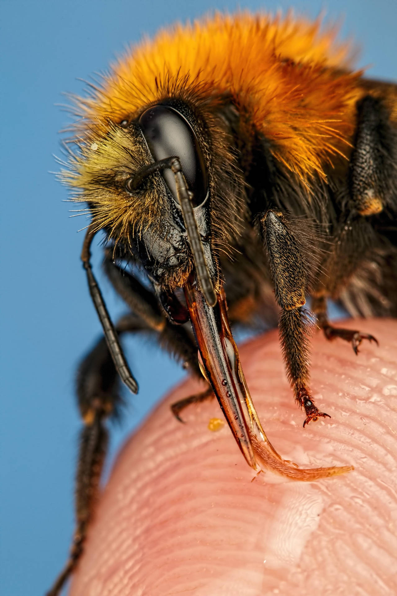Finger Fed Bumblebee II by dalantech