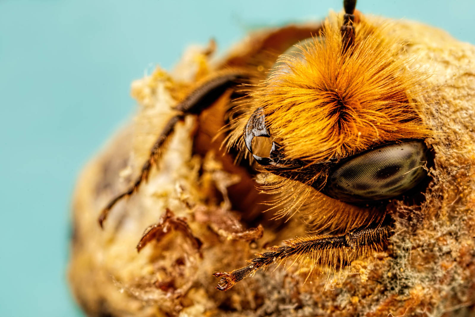 Blue Mason Bee Birth Day by dalantech