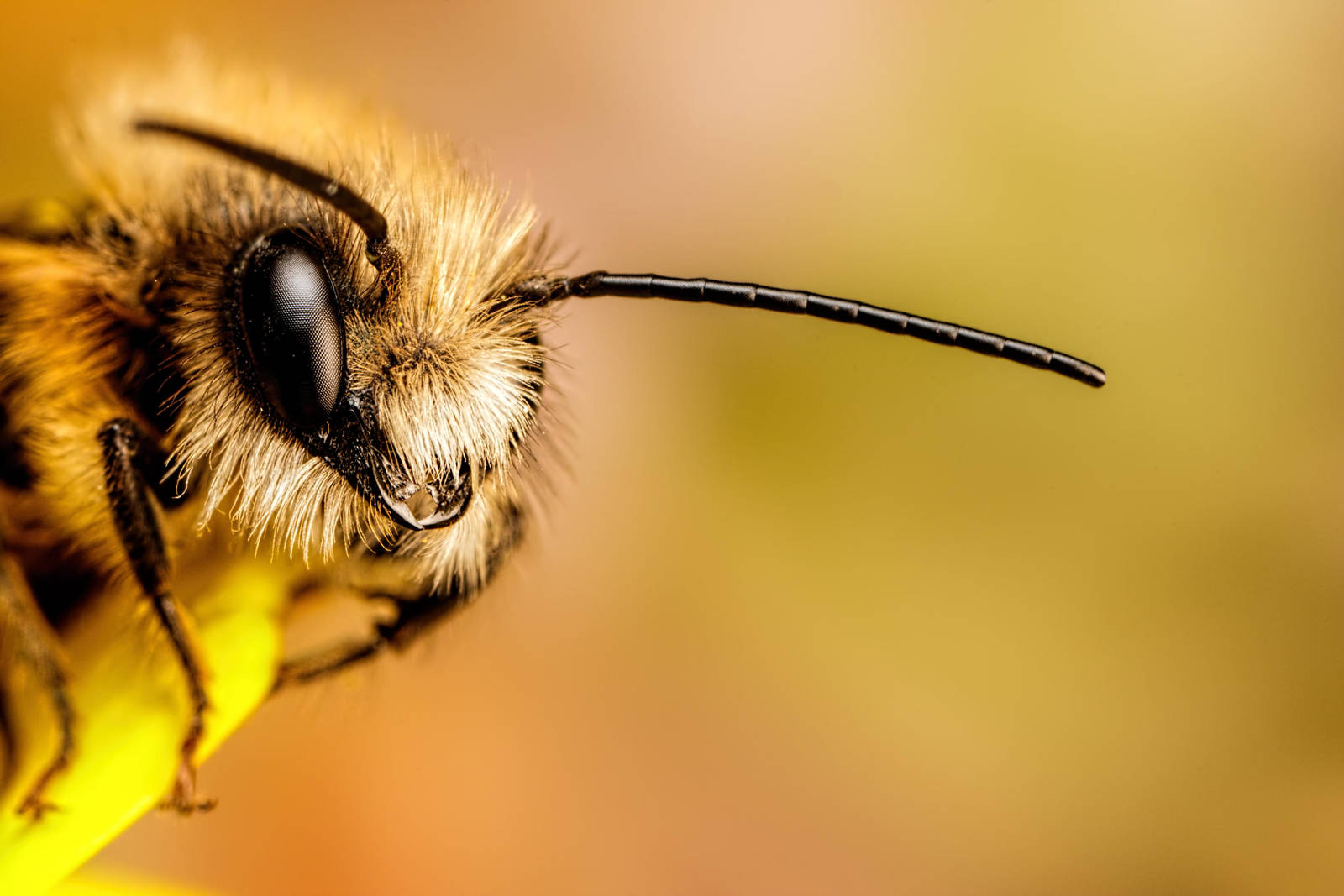 Red Mason Bee II by dalantech