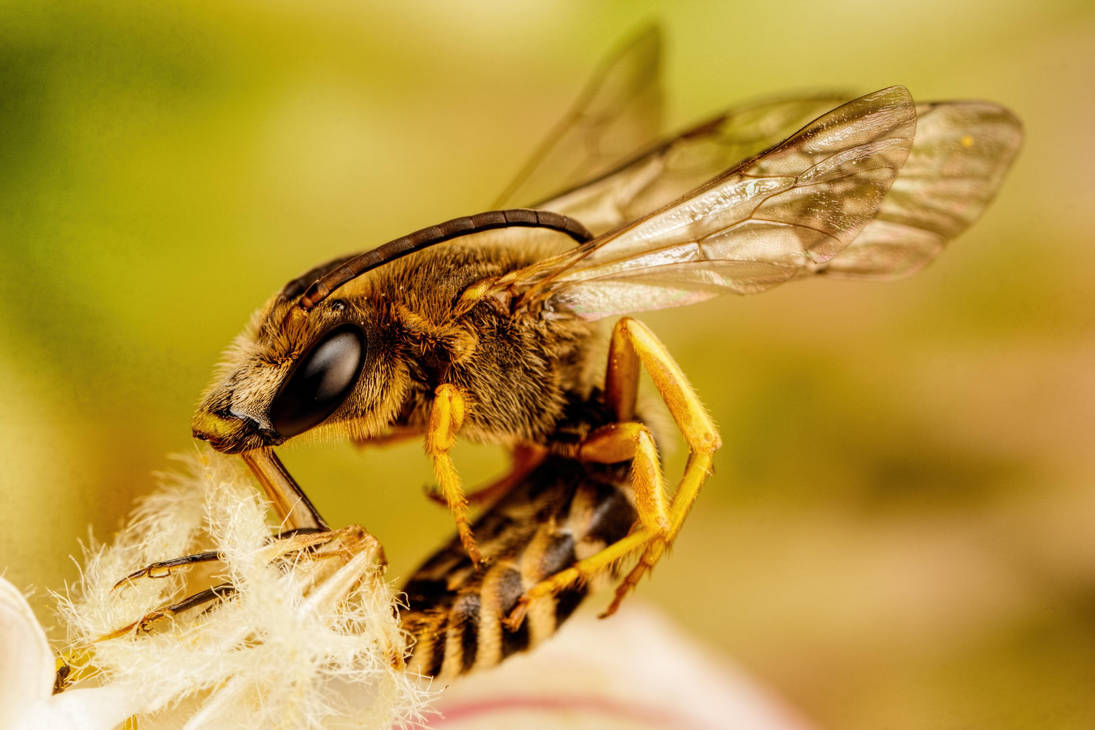 Sleeping Solitary Bee I by dalantech