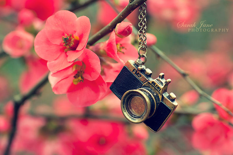.:: Vintage bloom ::. by Whimsical-Dreams