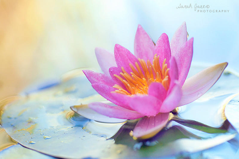 .:: Awakening ::. by Whimsical-Dreams
