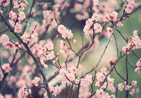 .:: Sweet Days ::. by Whimsical-Dreams