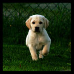 'kvadrat series: Puppy by nightwibe