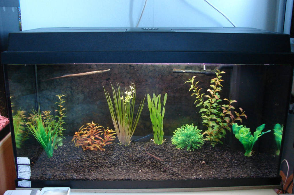 pipefish tank 2 by