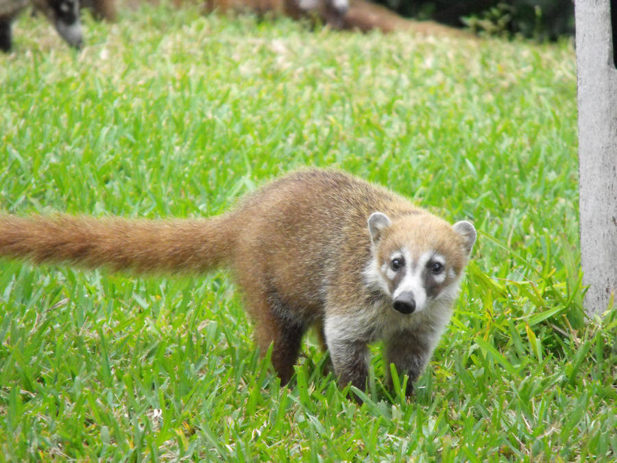 Coatimundi 1 by fallen742 on DeviantArt