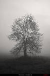 Nebel by Fritzchen-26