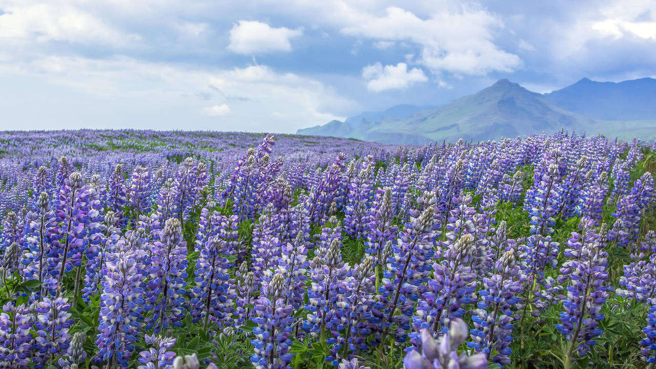 The Alaskan Lupine Shortage is Over by ChrisReach