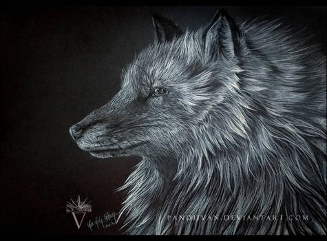 Black Paper Drawing: A Fox, looking like a wolf. by PandiiVan