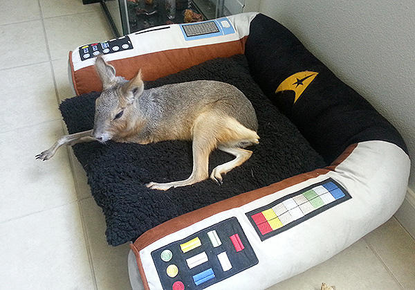BennyStarTrekBed2 by MoonsongWolf BennyStarTrekBed2 by MoonsongWolf